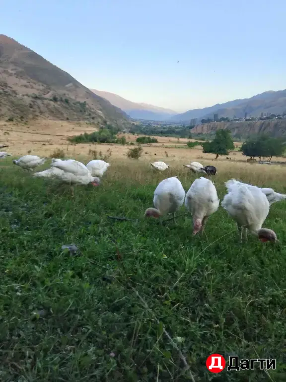 индюки 🦃 полевые пасутся в горах