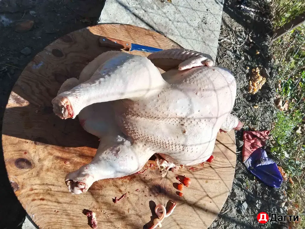 индюки 🦃 полевые пасутся в горах