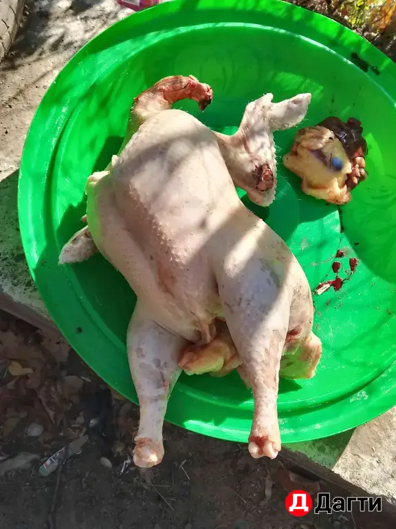 индюки 🦃 полевые пасутся в горах