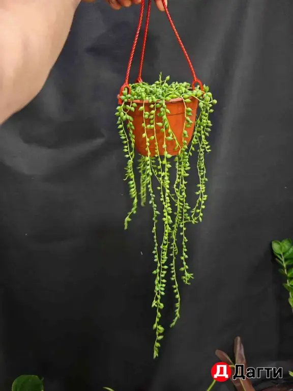 Крестовник Геррейна