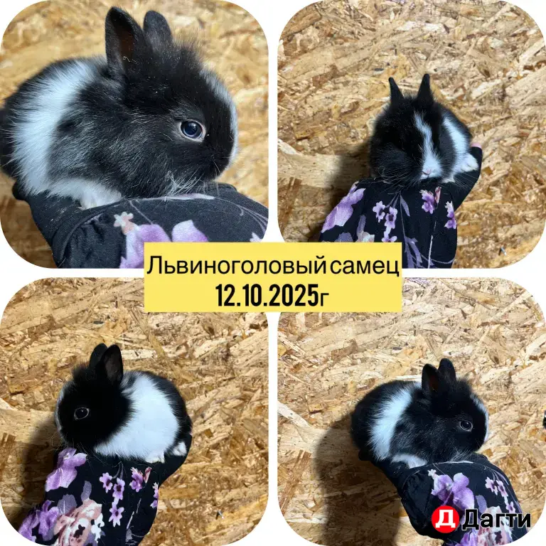 декоративные кролики