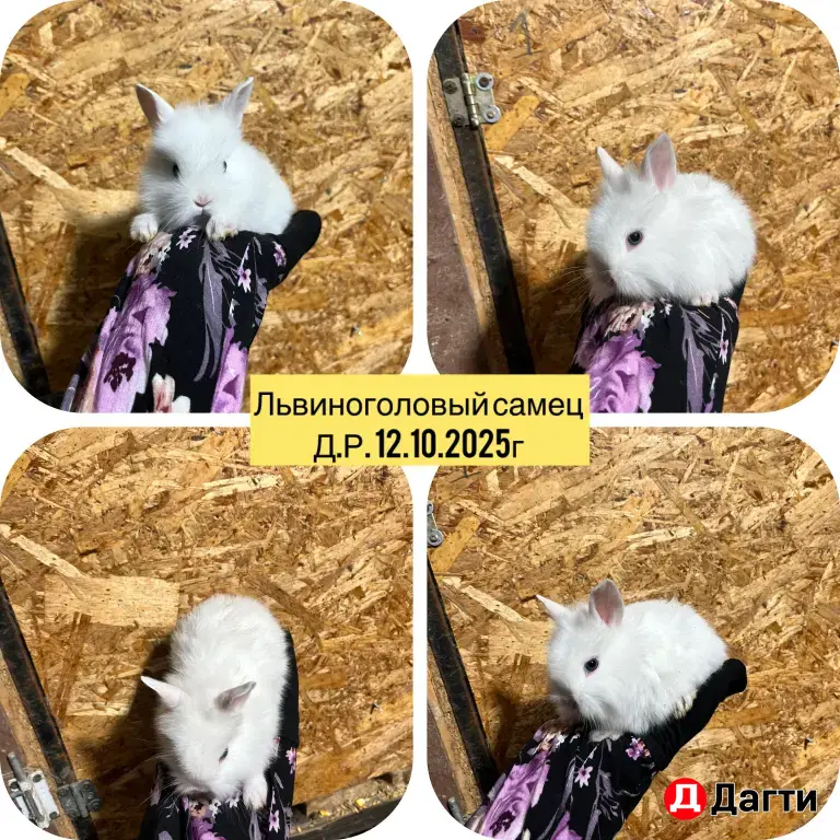 декоративные кролики