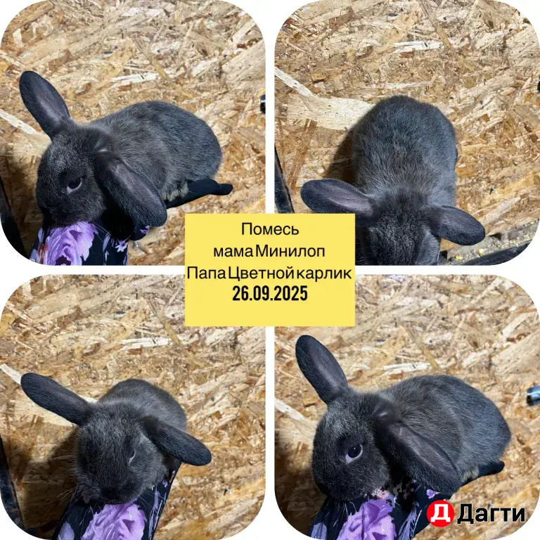 декоративные кролики