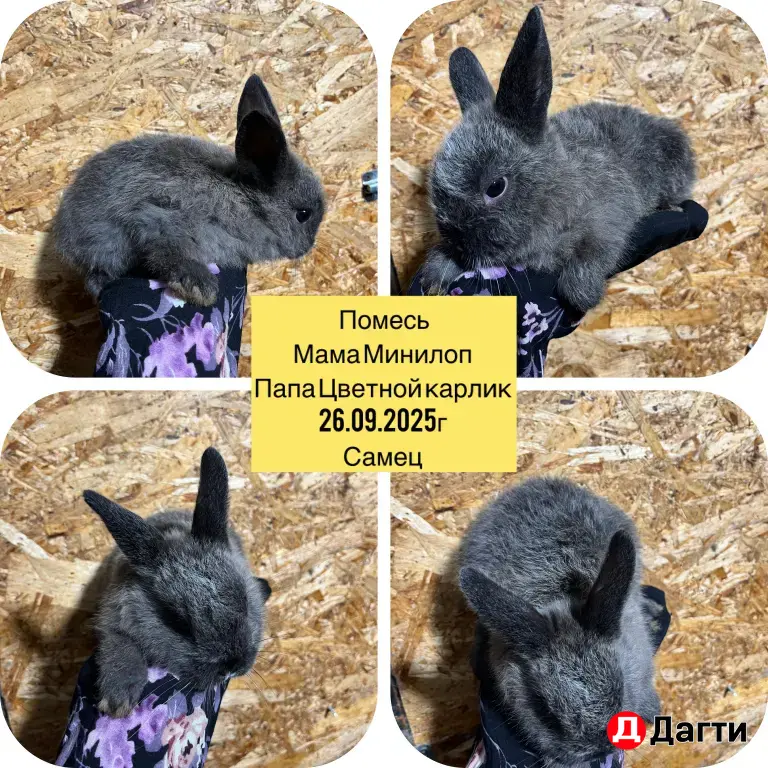 декоративные кролики