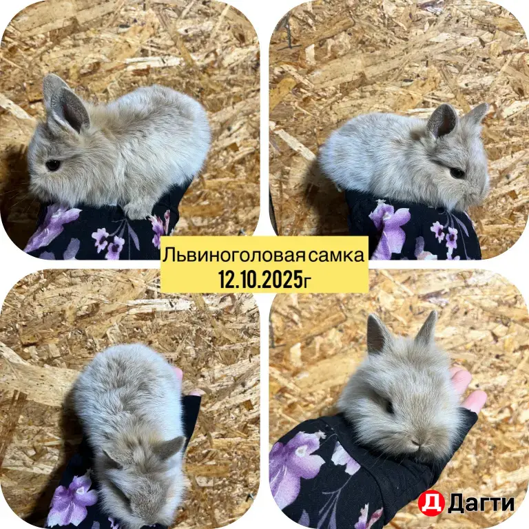 декоративные кролики