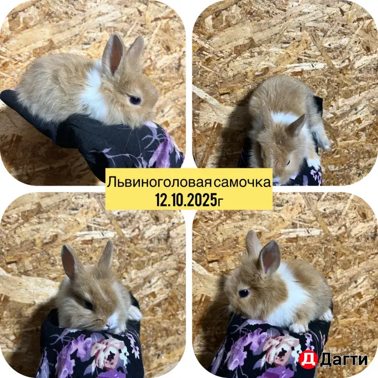 декоративные кролики