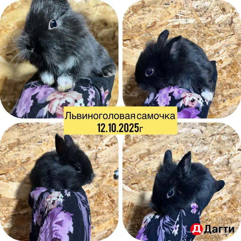 декоративные кролики