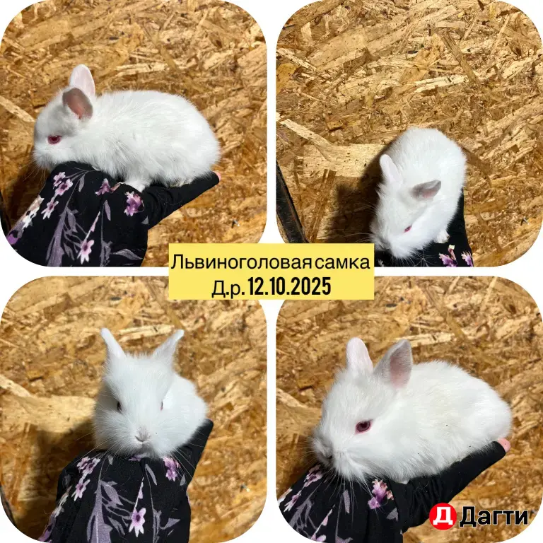 декоративные кролики