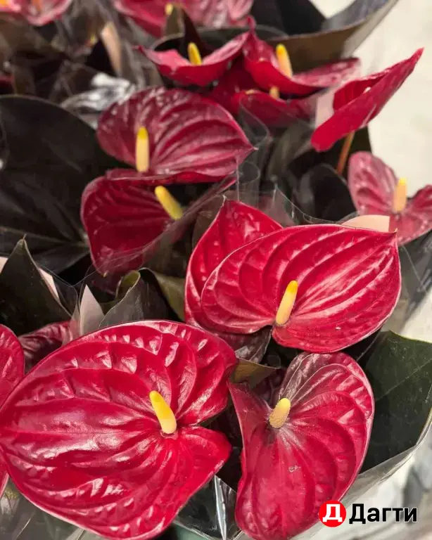 Комнатные растения