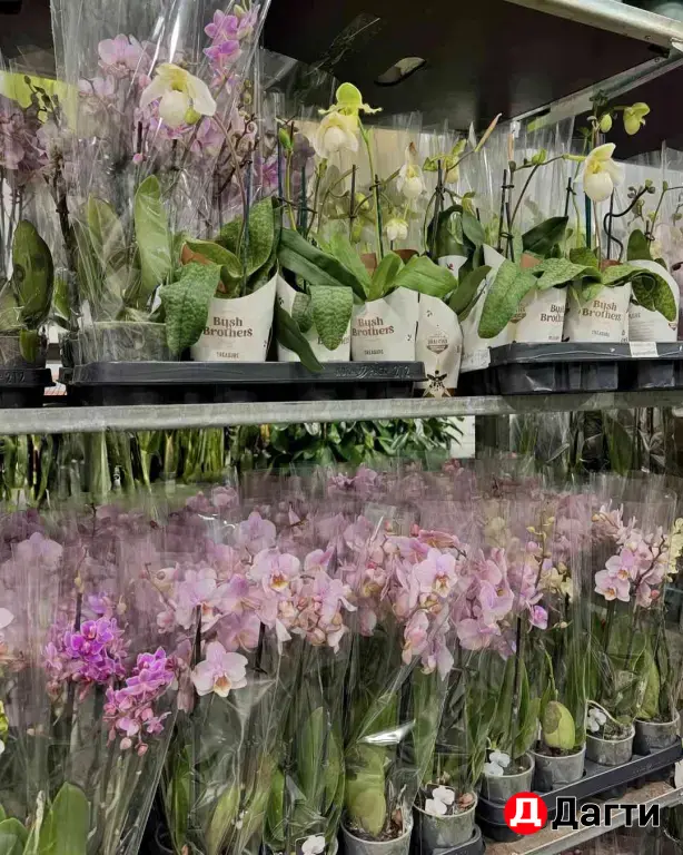 Комнатные растения