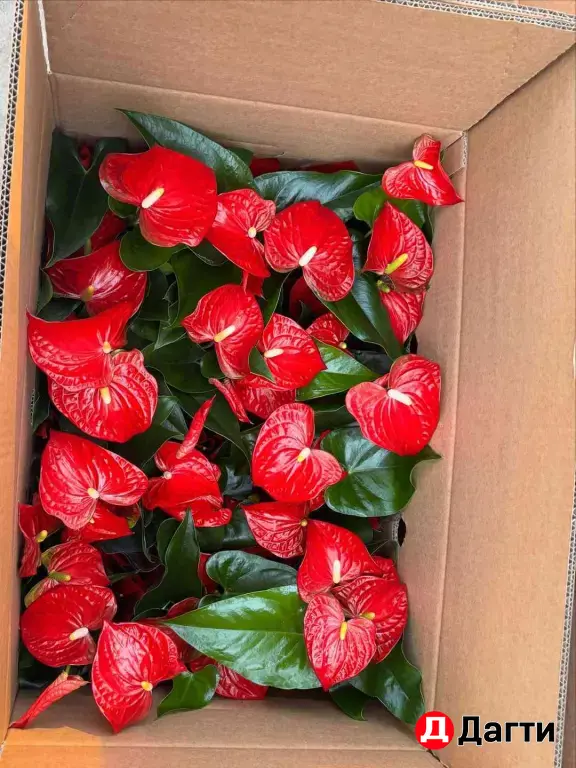 Комнатные растения