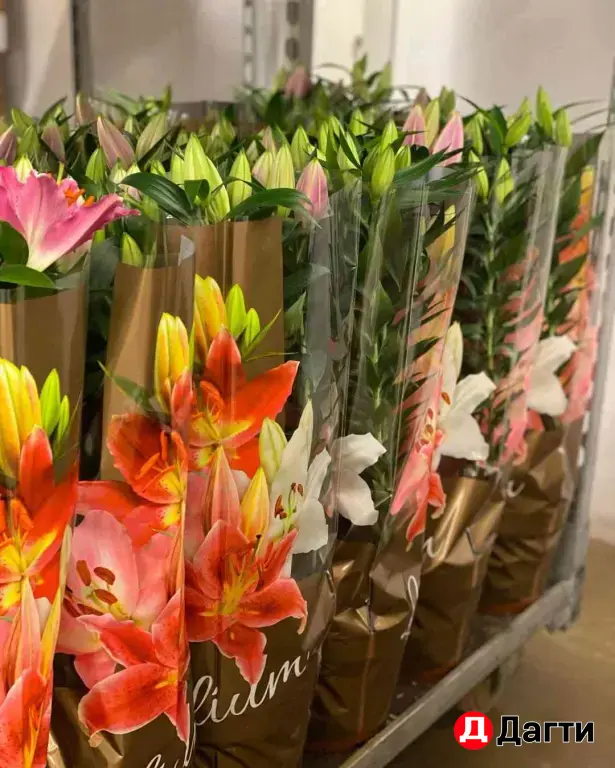 Комнатные растения