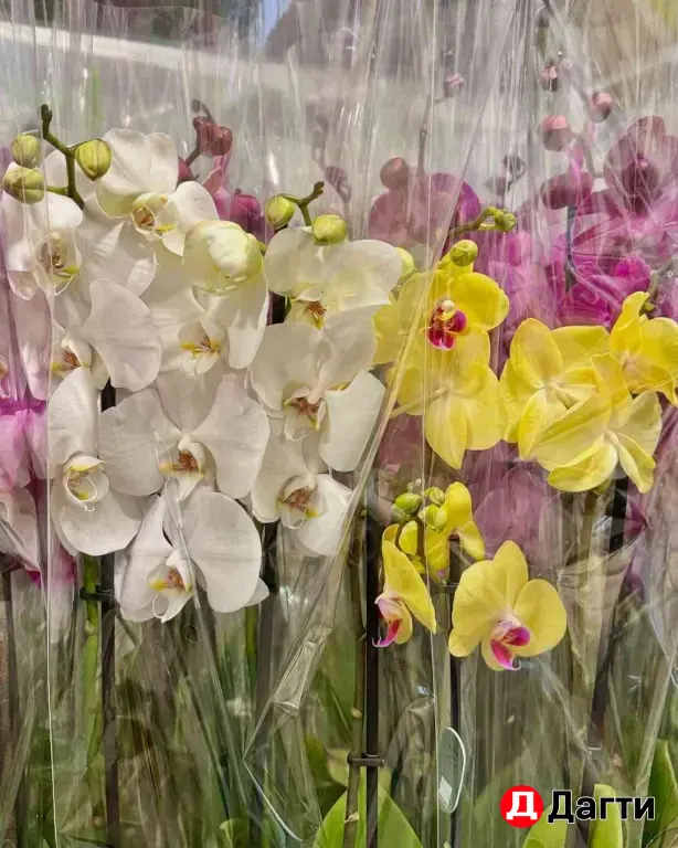 Комнатные растения