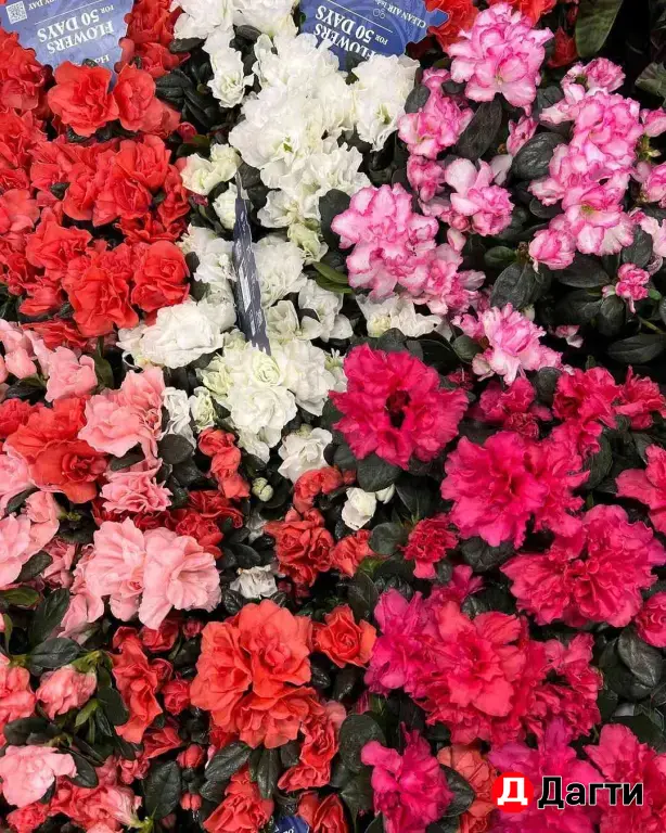 Комнатные растения