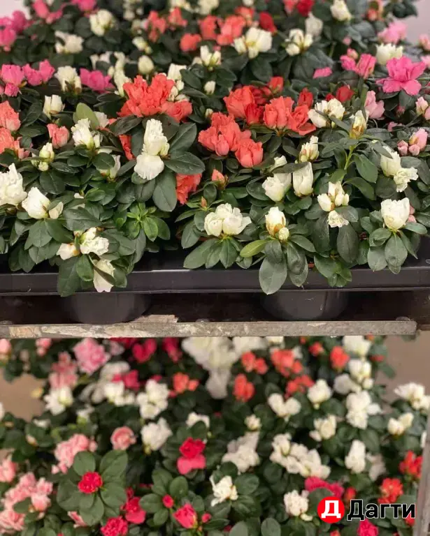 Комнатные растения