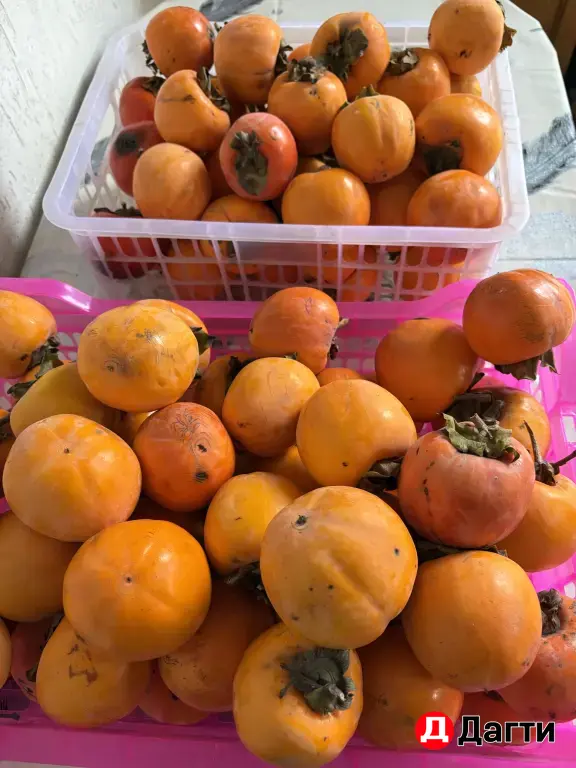 хурма спелая и королек