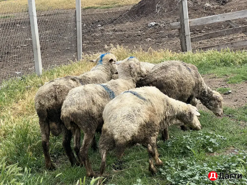 Бараны на курбан байрам