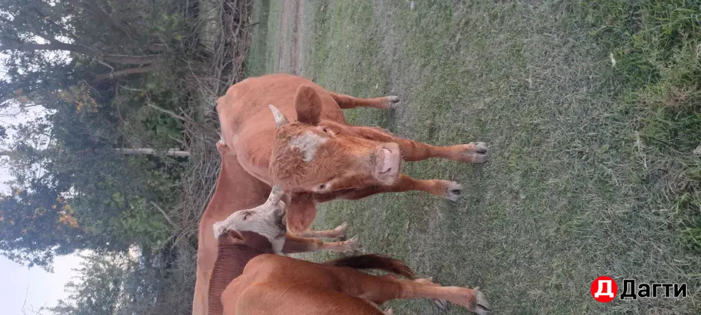 быки на откорм