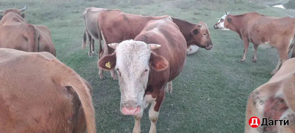 быки на откорм