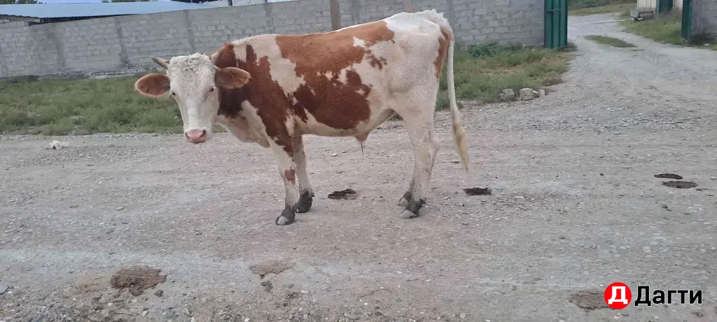 быки на откорм