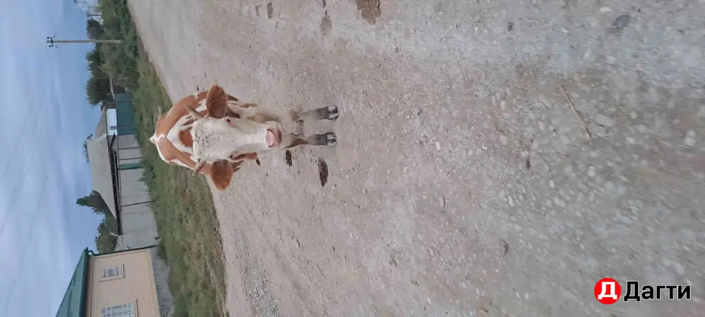 быки на откорм