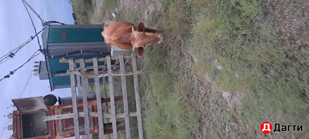 быки на откорм