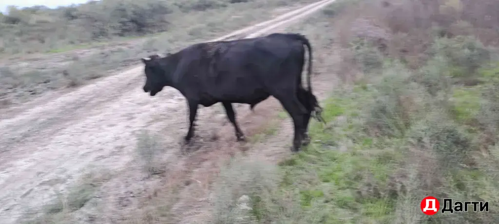 быки на откорм