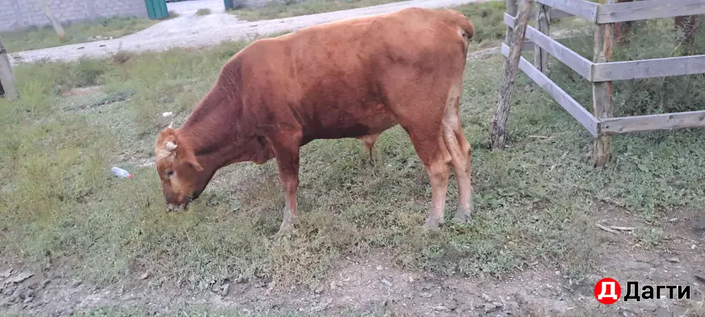 быки на откорм