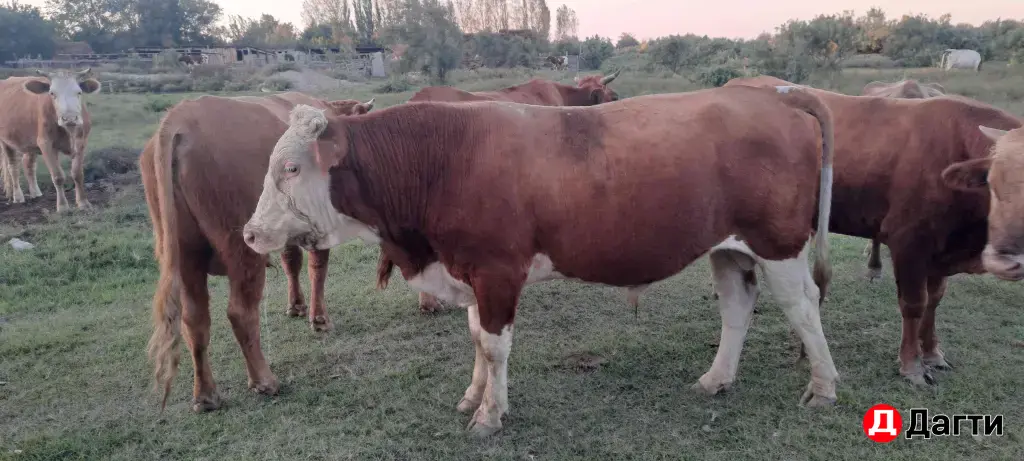 быки на откорм