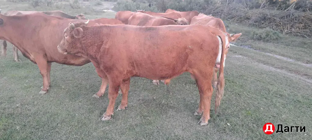 быки на откорм