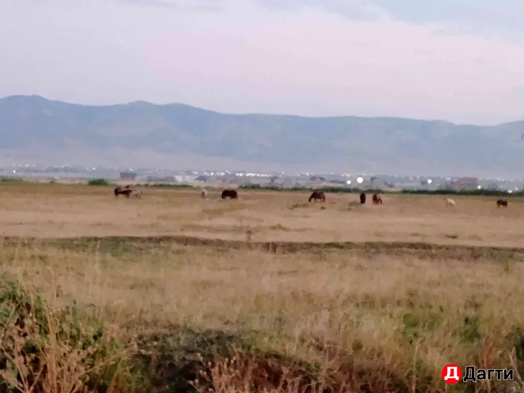 козы бараны обмен