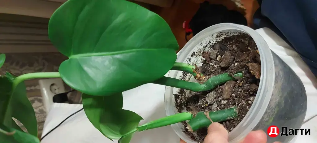 монстера альба