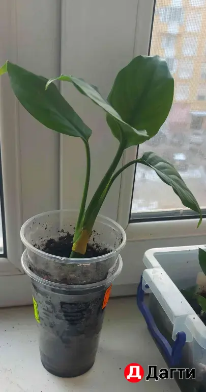 англаонема