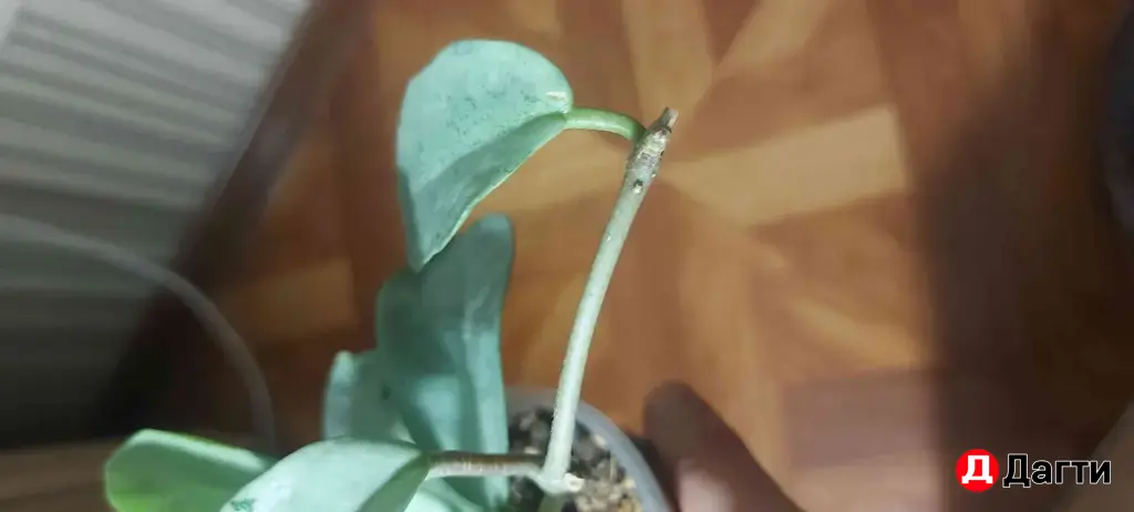 хойя нова ghost комнатные растения