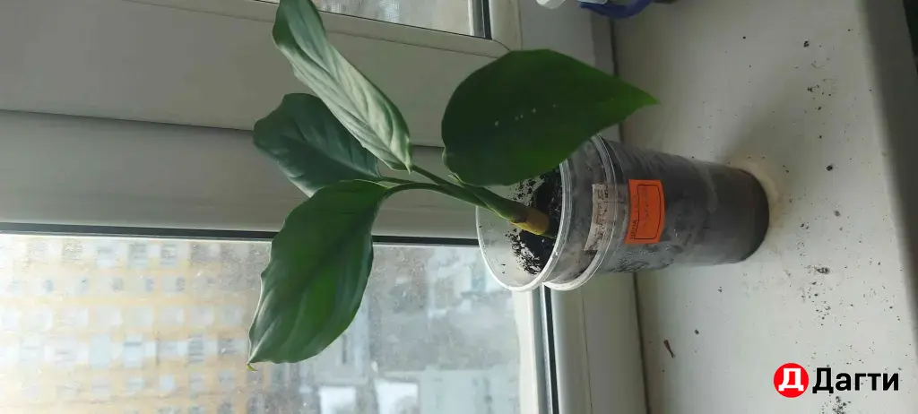 англаонема