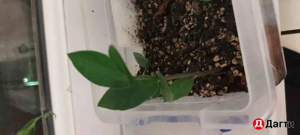 замиокулькас