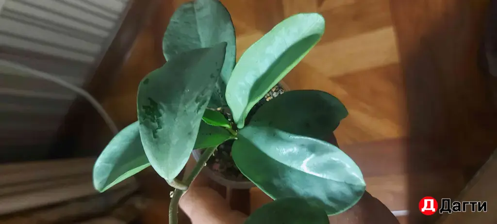 хойя нова ghost комнатные растения