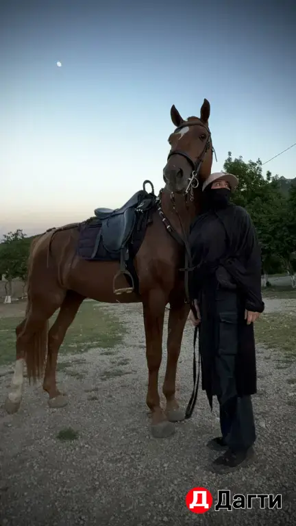 жеребец молодой