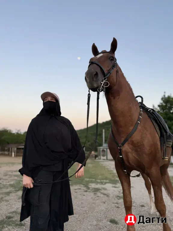 жеребец молодой