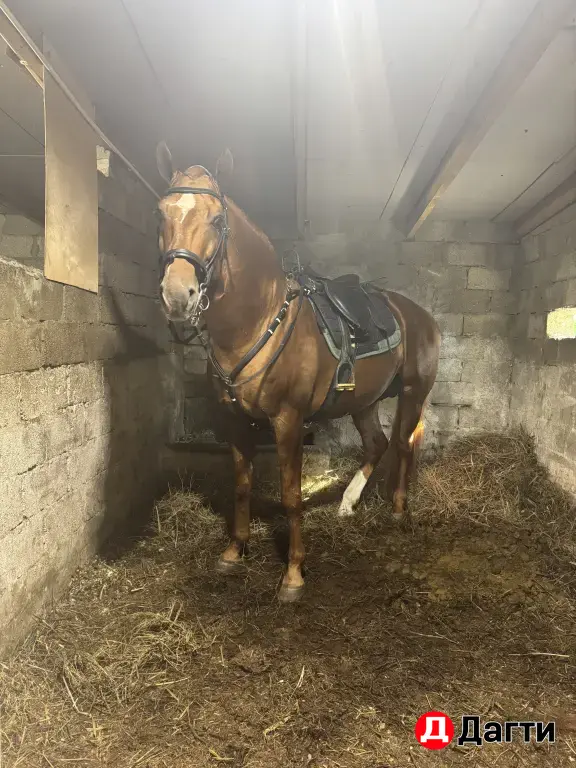 жеребец молодой