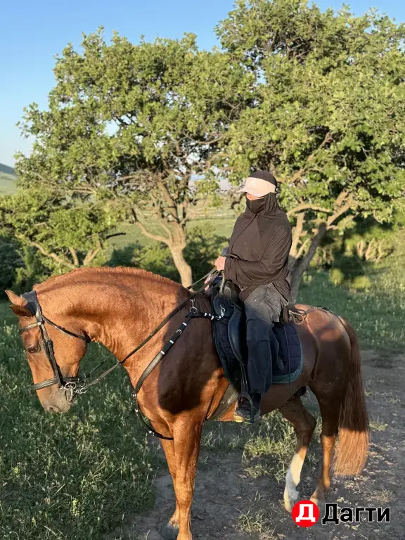 жеребец молодой