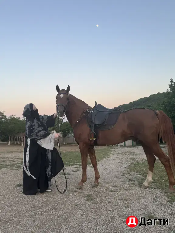 жеребец молодой