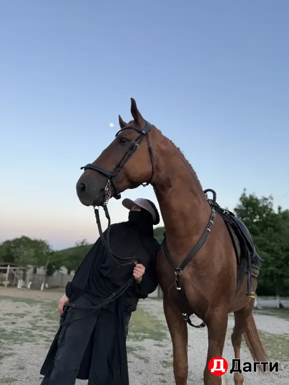 жеребец молодой