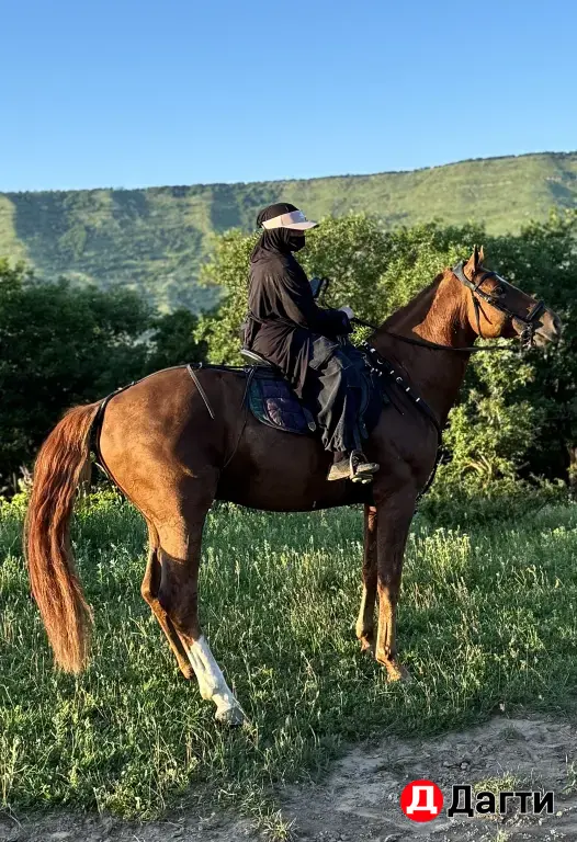 жеребец молодой