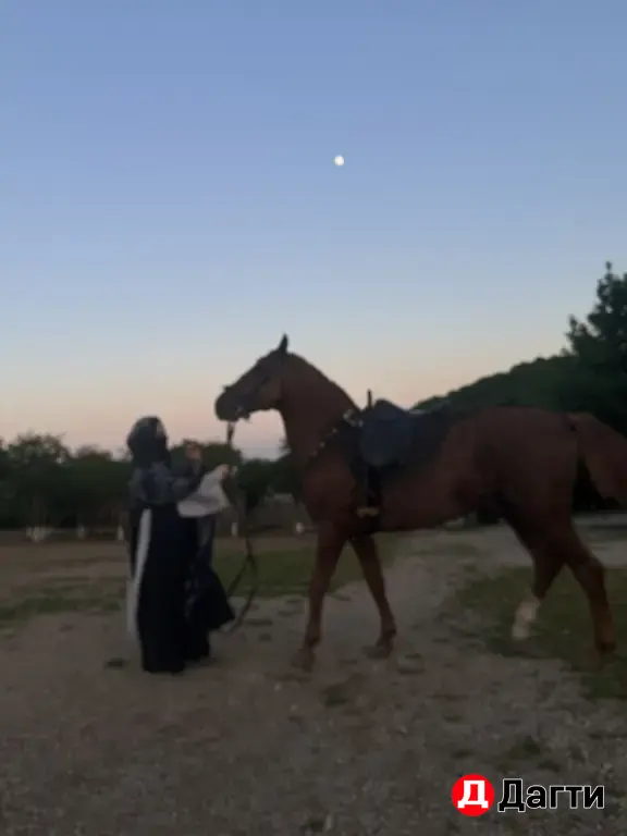 жеребец молодой