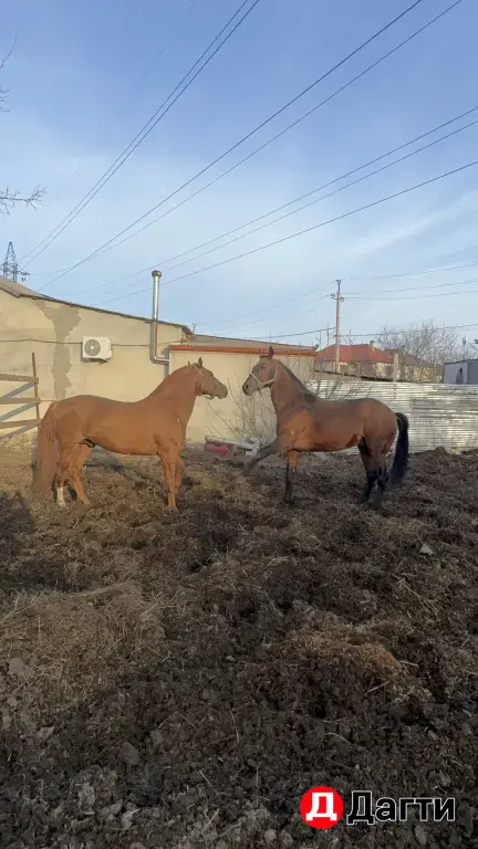 жеребец молодой