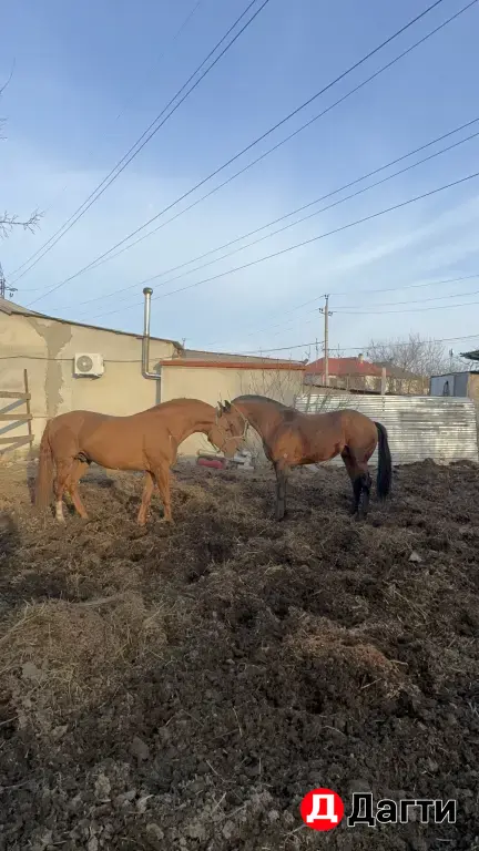 жеребец молодой