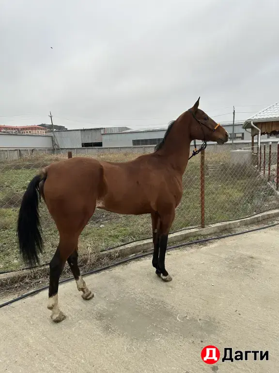 Ахалтекинский жеребец