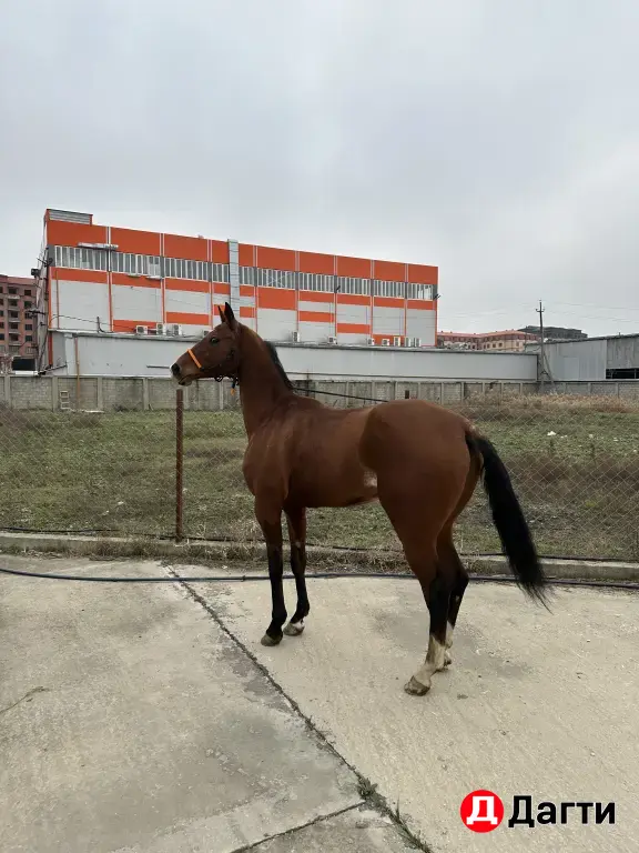 Ахалтекинский жеребец