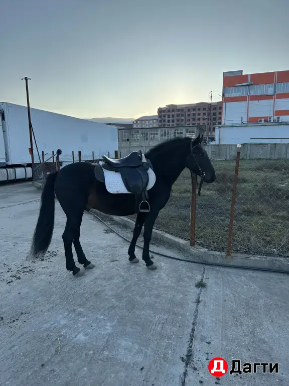 Карачаевский жеребец